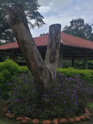 finca-recreo-jardin-con-arbol