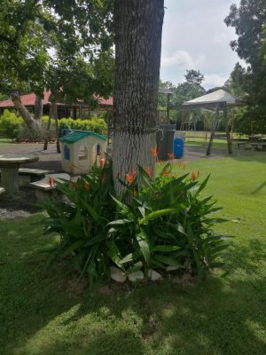 finca-recreo-jardin-con-arboles