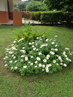 finca-recreo-jardin-flores-blancas